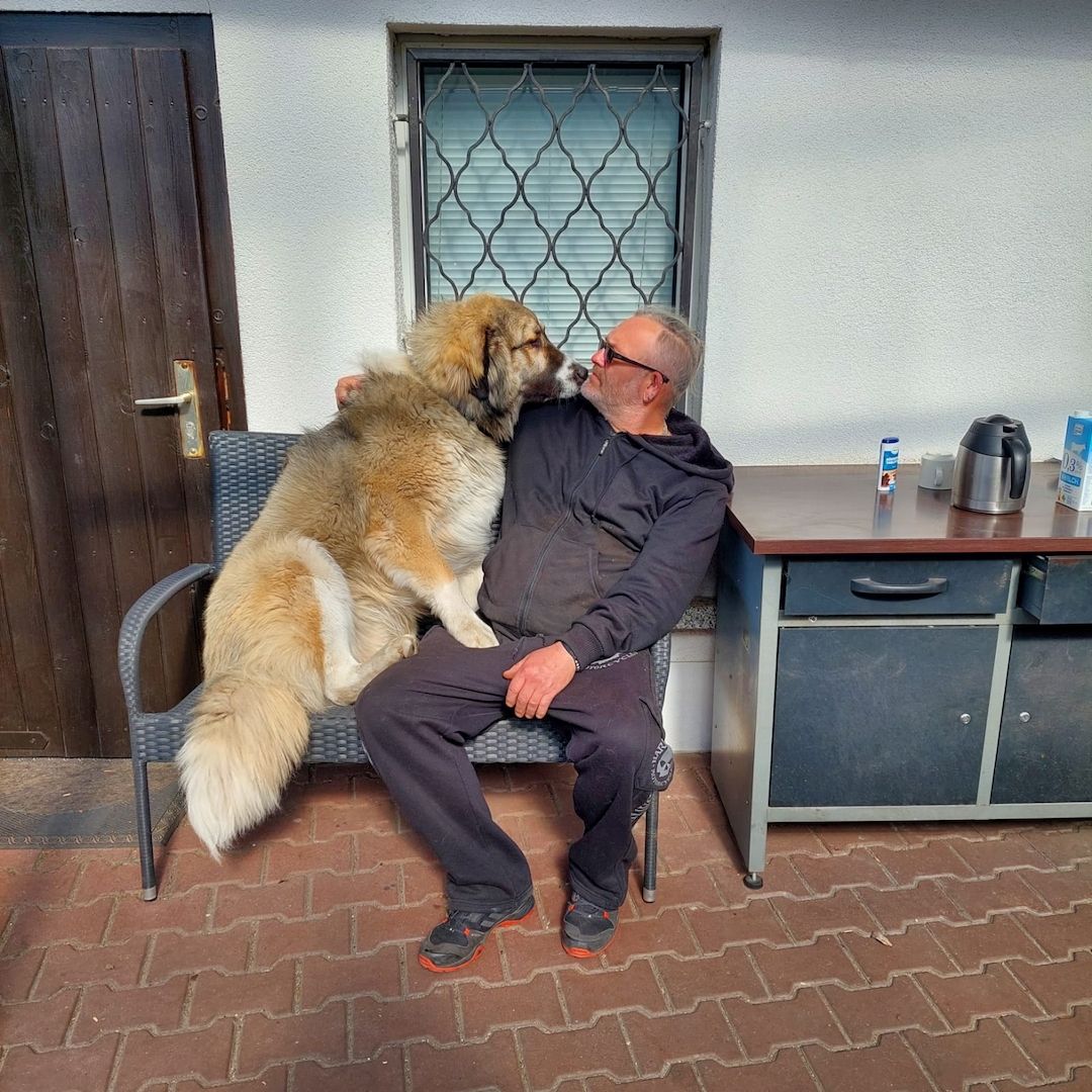 Kaukase- Kuvasz - Mix abzugeben