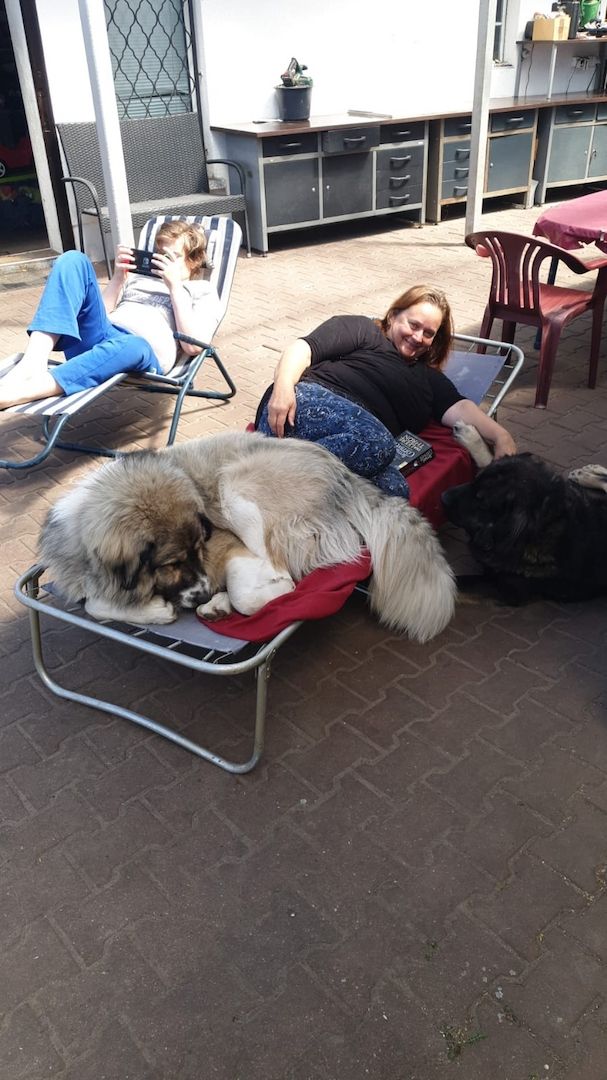 Kaukase- Kuvasz - Mix abzugeben