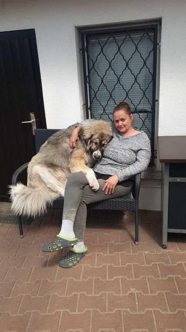 Kaukase- Kuvasz - Mix abzugeben