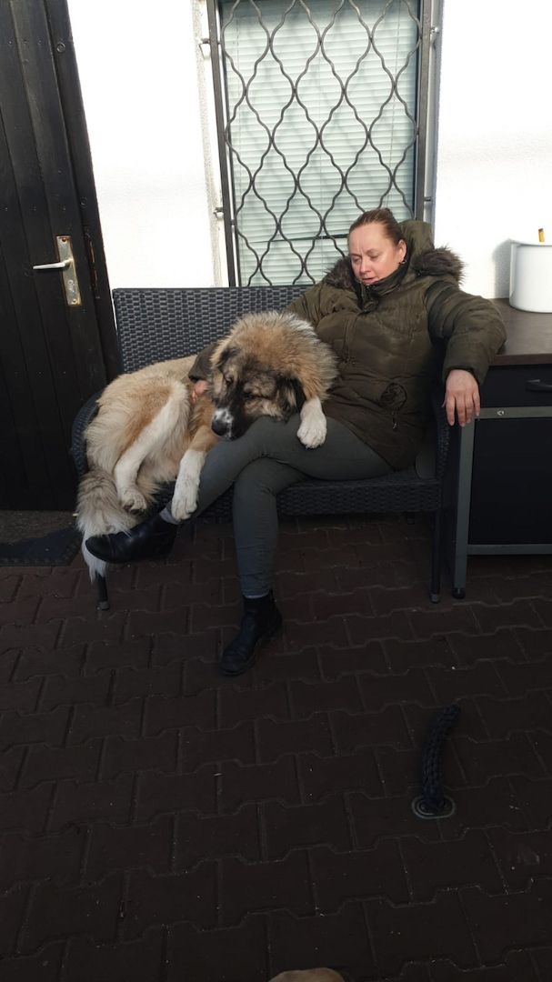 Kaukase- Kuvasz - Mix abzugeben