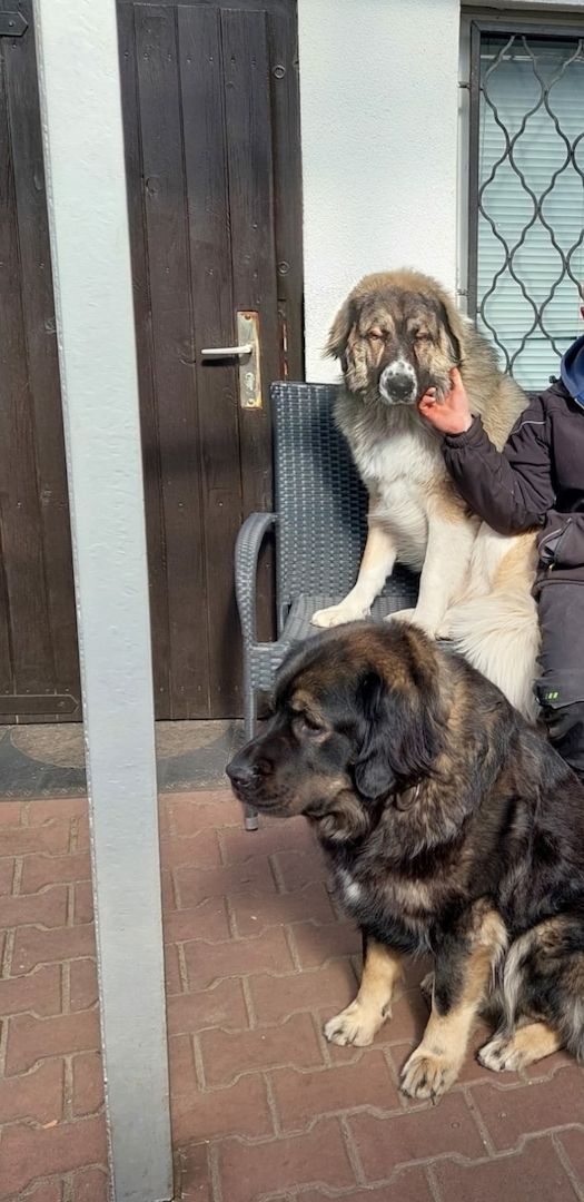 Kaukase- Kuvasz - Mix abzugeben