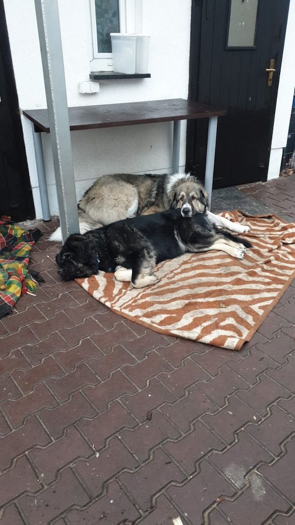 Kaukase- Kuvasz - Mix abzugeben