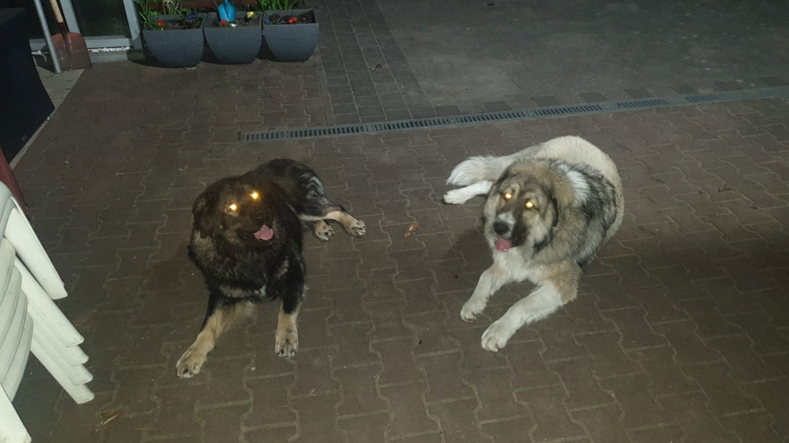 Kaukase- Kuvasz - Mix abzugeben