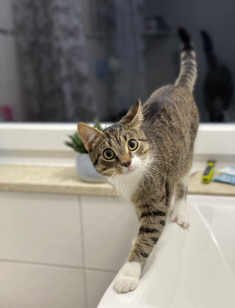 Zwei Katzen suchen ein neues zu Hause