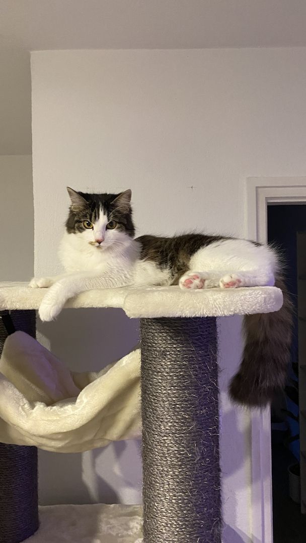 Zwei Katzen suchen ein neues zu Hause