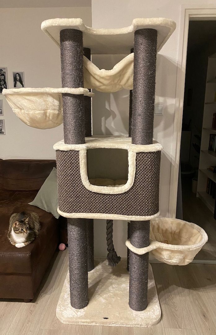 Zwei Katzen suchen ein neues zu Hause