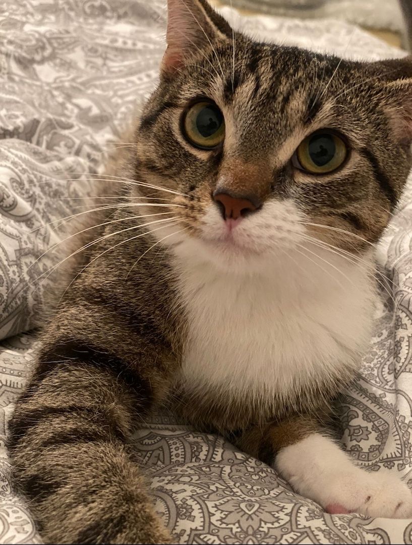 Zwei Katzen suchen ein neues zu Hause