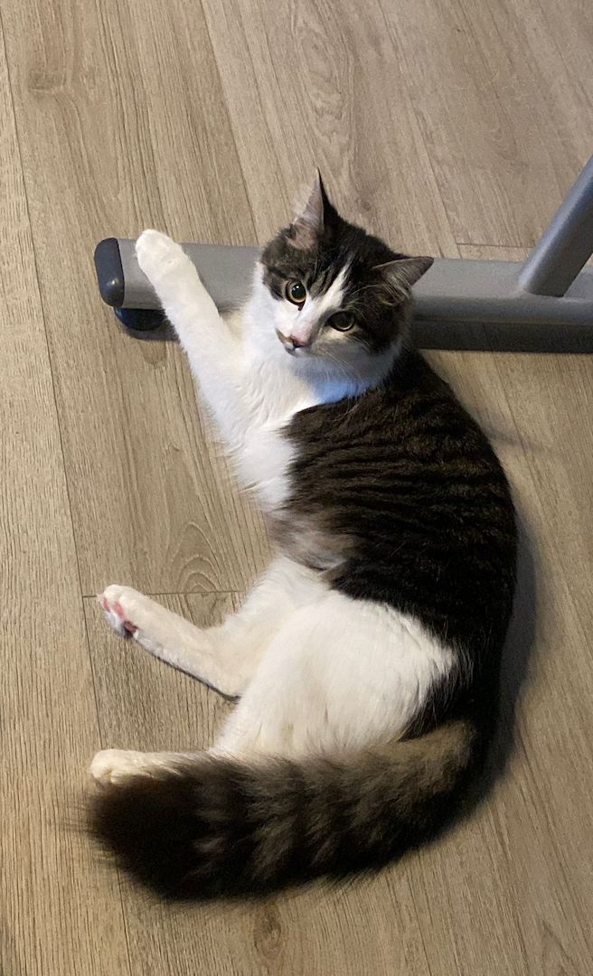 Zwei Katzen suchen ein neues zu Hause