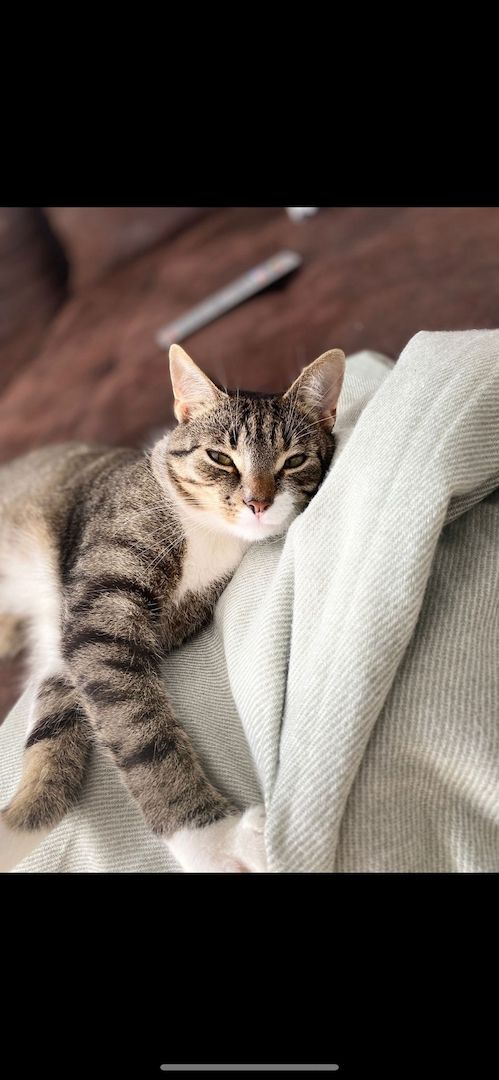 Zwei Katzen suchen ein neues zu Hause