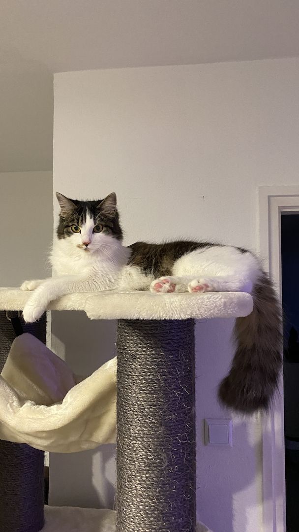 Zwei Katzen suchen ein neues zu Hause