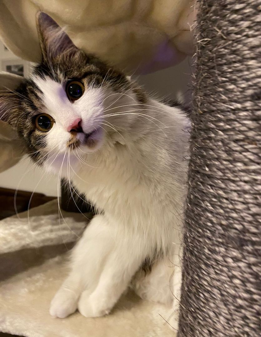 Zwei Katzen suchen ein neues zu Hause