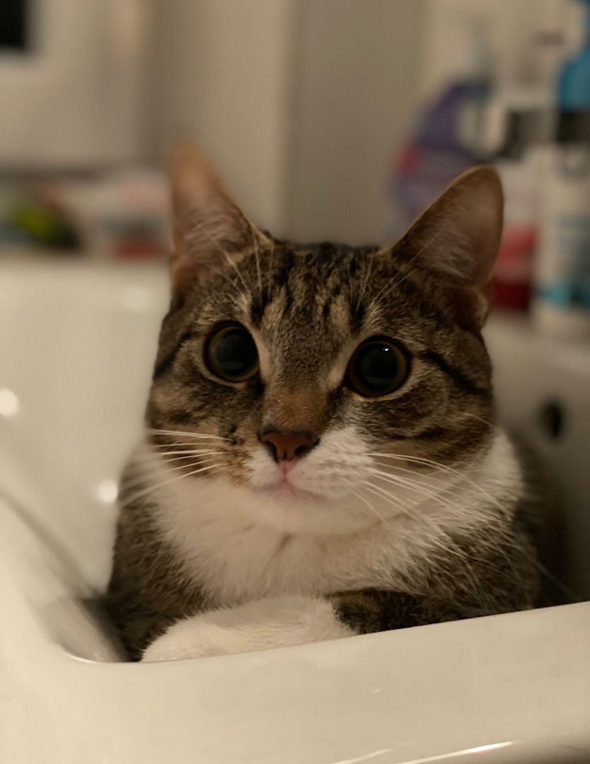 Zwei Katzen suchen ein neues zu Hause