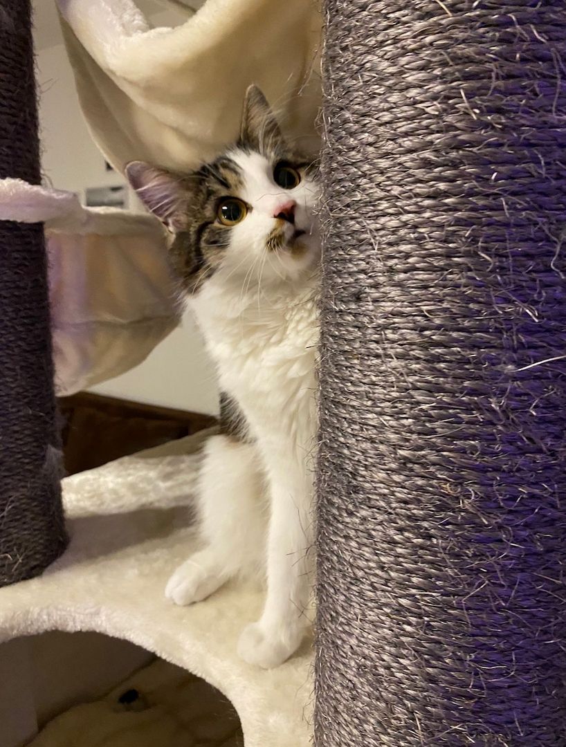 Zwei Katzen suchen ein neues zu Hause