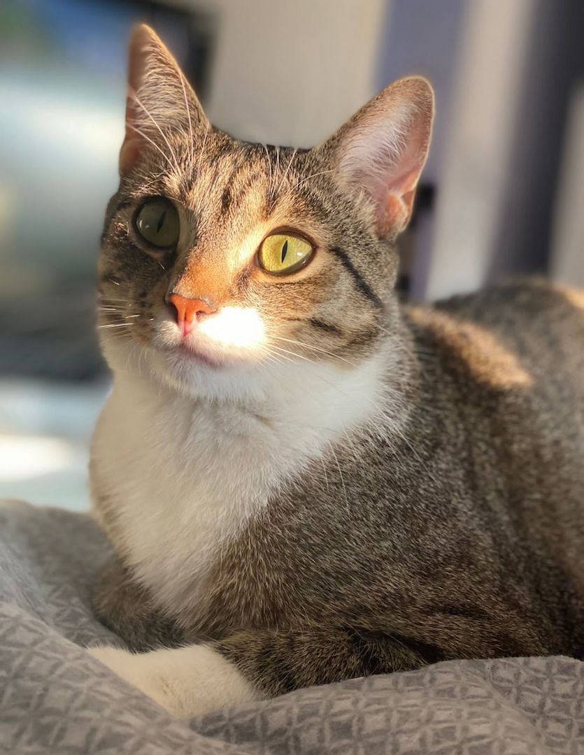 Zwei Katzen suchen ein neues zu Hause