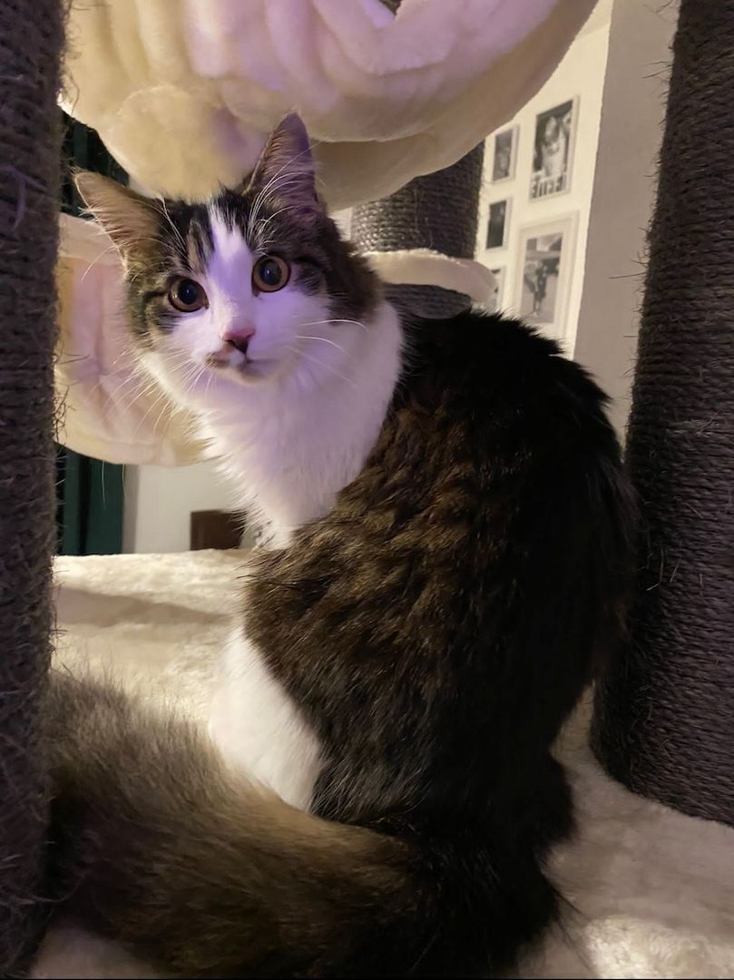 Zwei Katzen suchen ein neues zu Hause