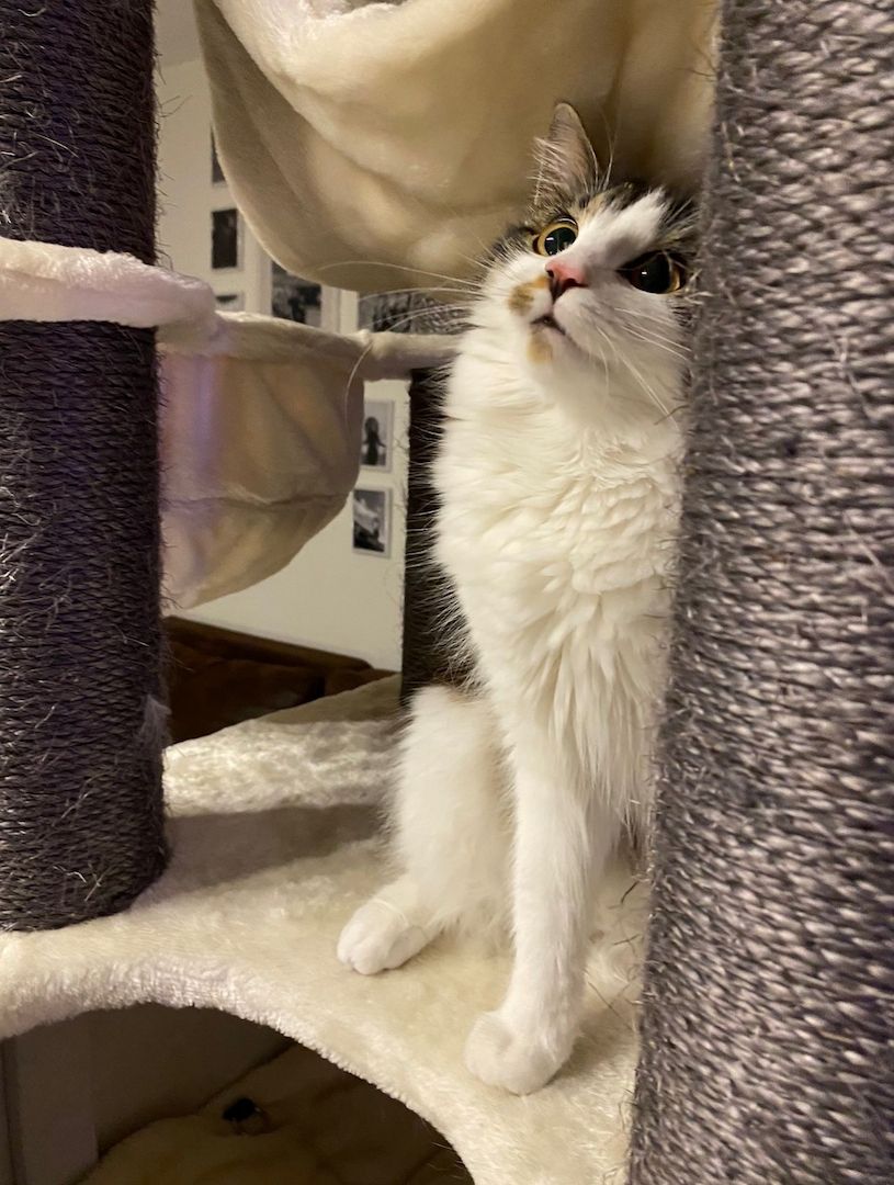 Zwei Katzen suchen ein neues zu Hause