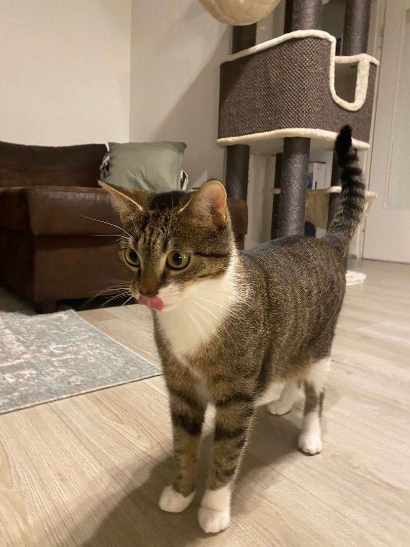 Zwei Katzen suchen ein neues zu Hause