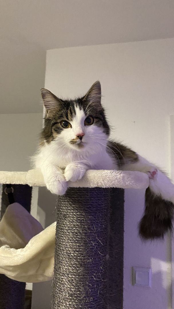 Zwei Katzen suchen ein neues zu Hause