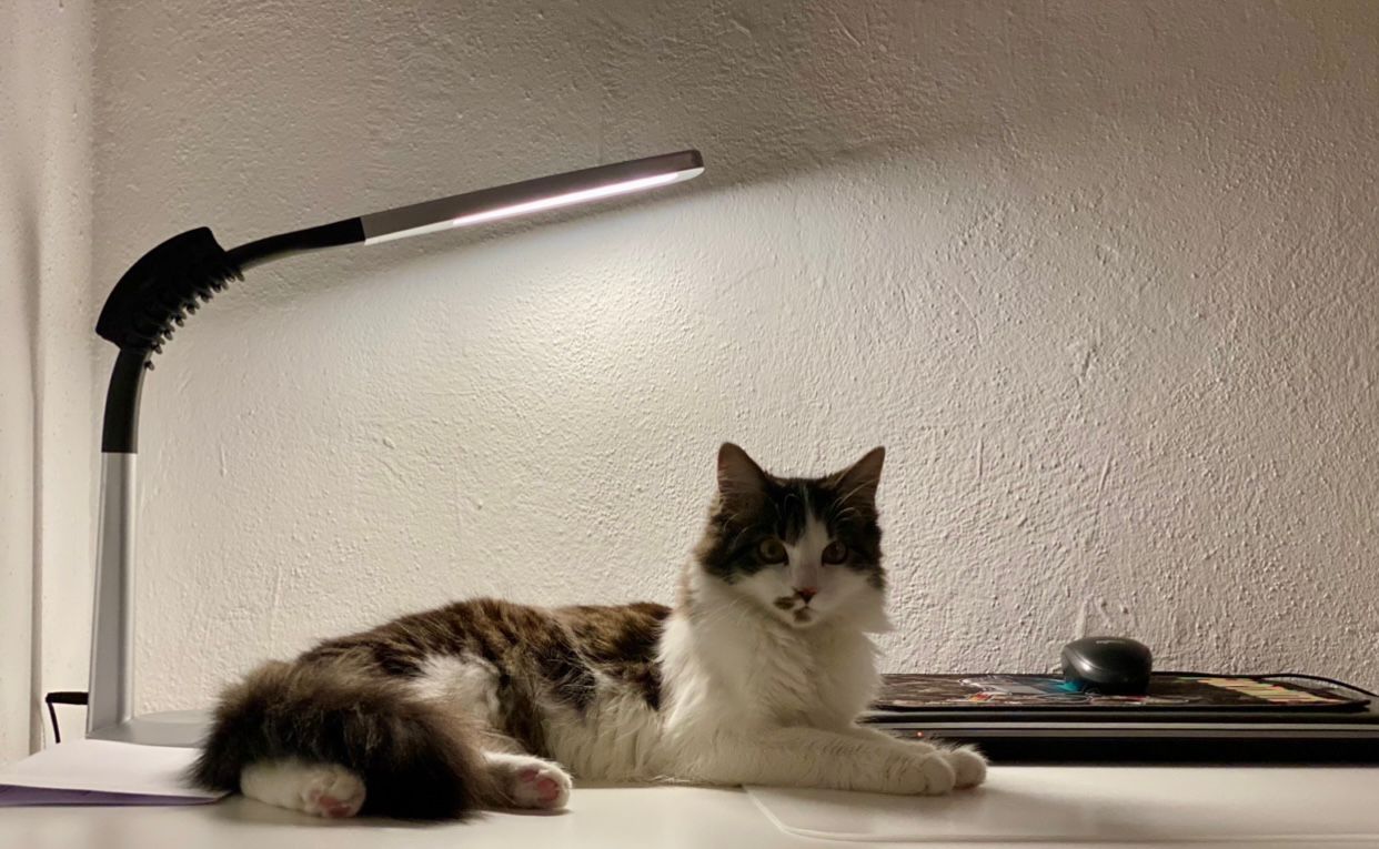 Zwei Katzen suchen ein neues zu Hause