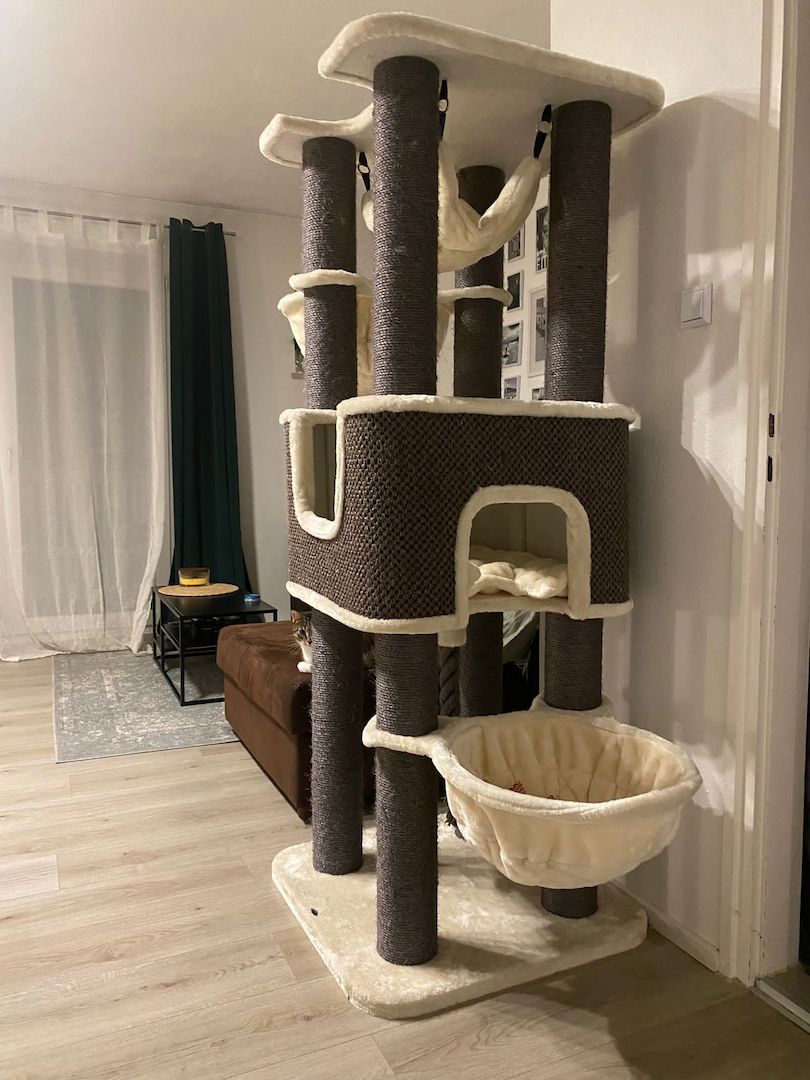 Zwei Katzen suchen ein neues zu Hause