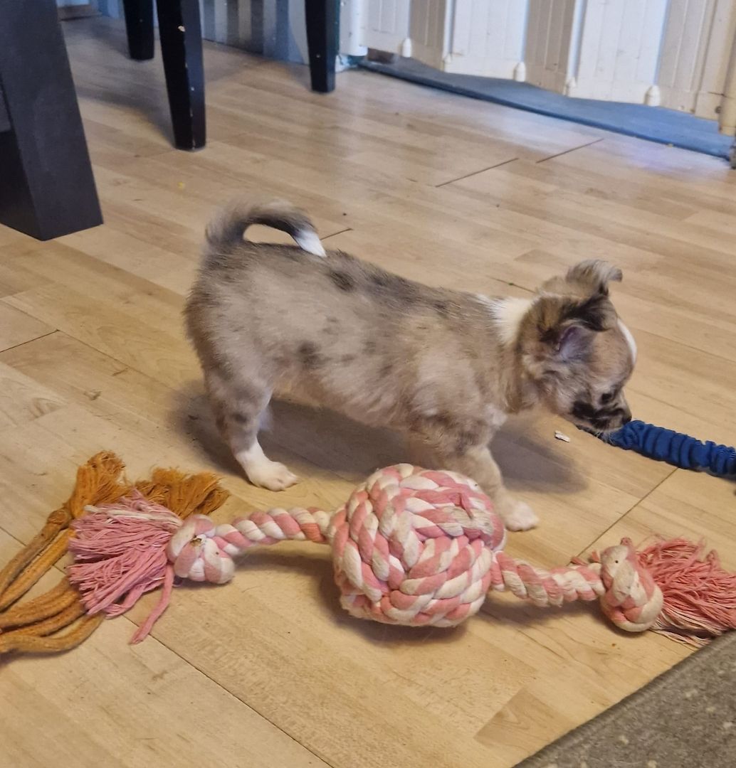 Chihuahua Welpen suchen..