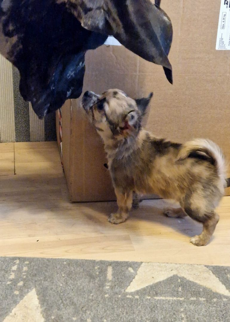 Chihuahua Welpen suchen..