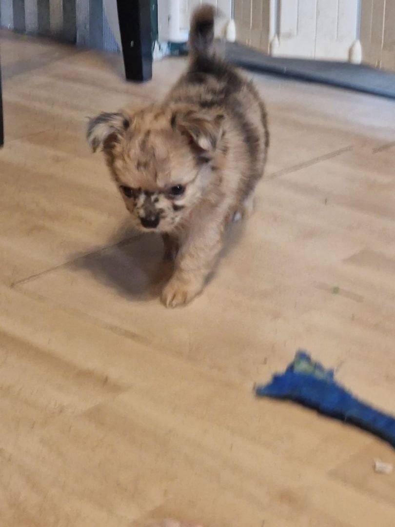 Chihuahua Welpen suchen..