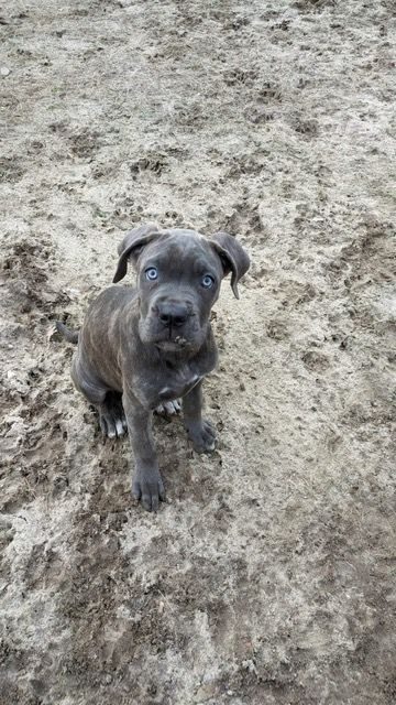 Wunderschöne Cane Corso Welpen zu verkaufen