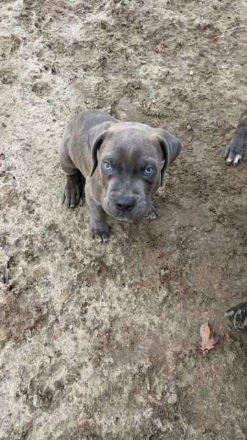 Wunderschöne Cane Corso Welpen zu verkaufen