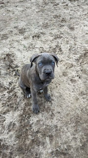 Wunderschöne Cane Corso Welpen zu verkaufen