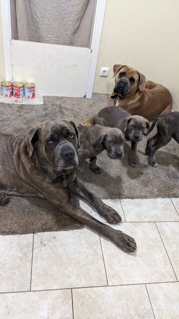 Wunderschöne Cane Corso Welpen zu verkaufen