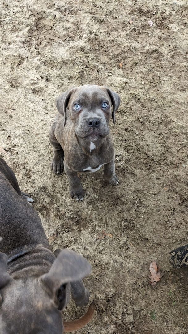 Wunderschöne Cane Corso Welpen zu verkaufen