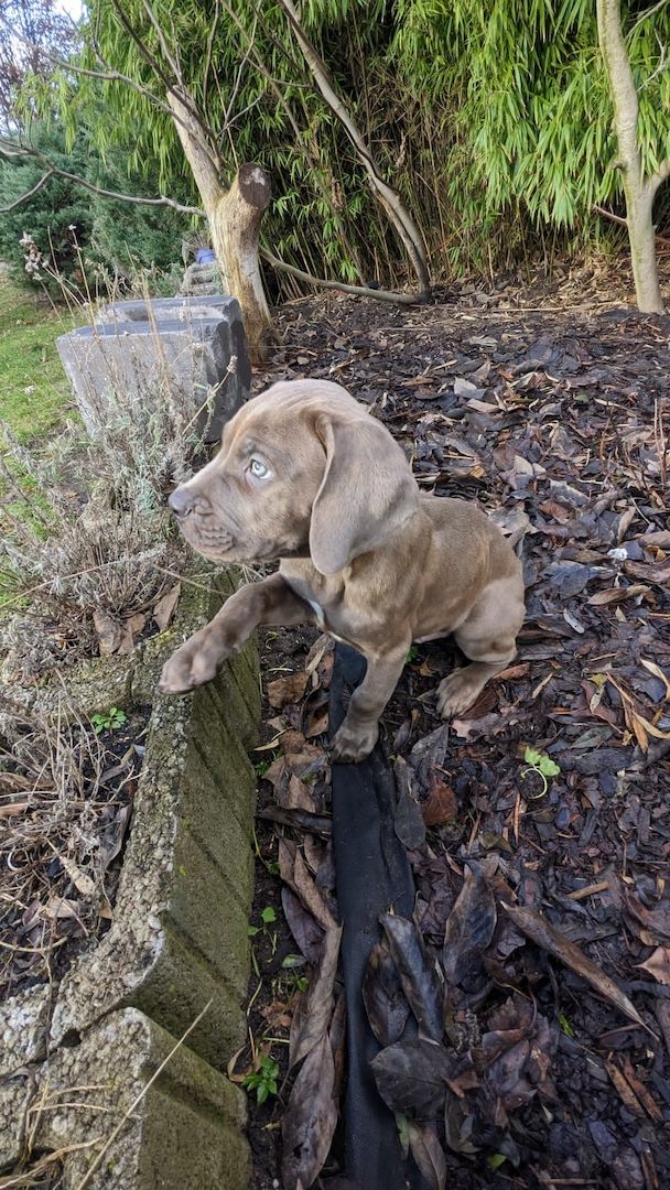 Wunderschöne Cane Corso Welpen zu verkaufen