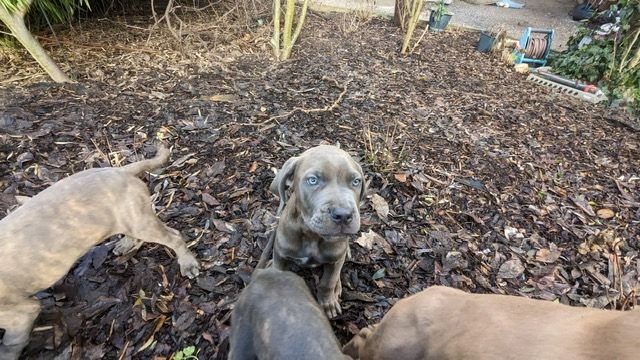 Wunderschöne Cane Corso Welpen zu verkaufen