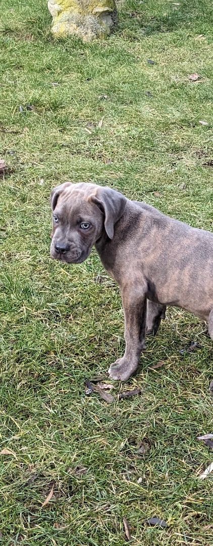 Wunderschöne Cane Corso Welpen zu verkaufen