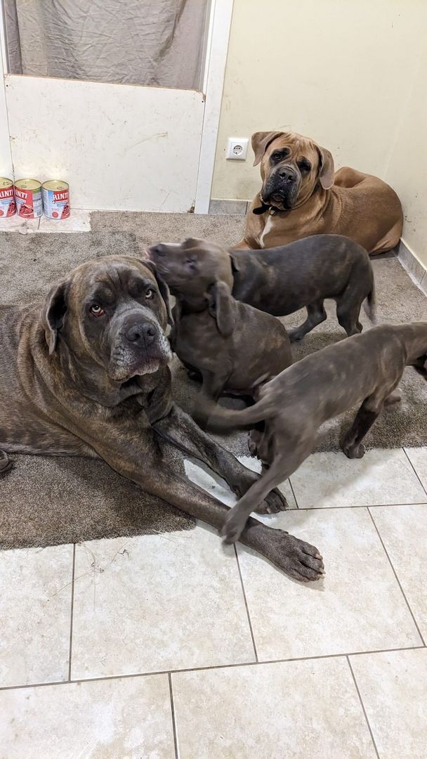 Wunderschöne Cane Corso Welpen zu verkaufen