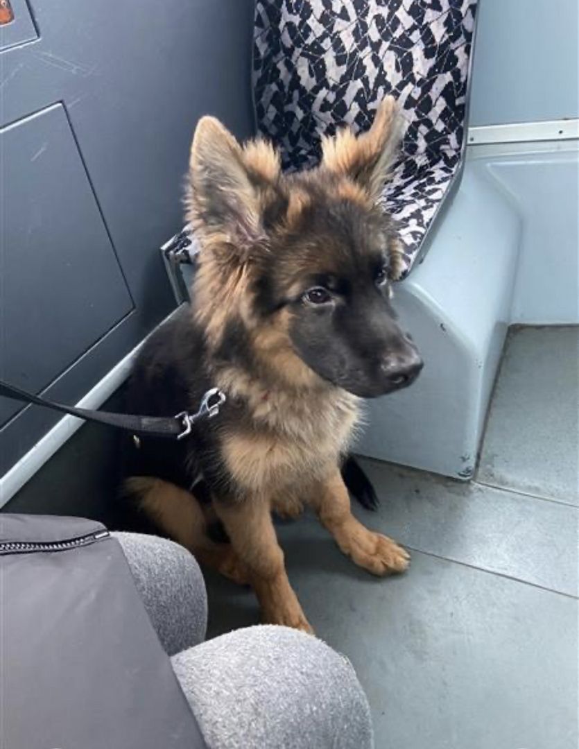 Deutscher Schäferhund Deutscher Schäferhund