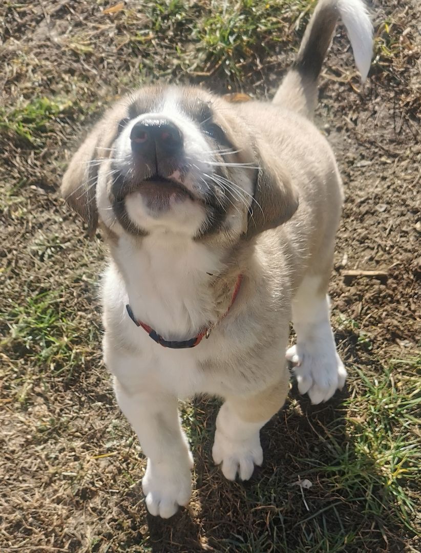 Kangal - Mischlings - Wachhund – Welpen