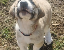 Kangal - Mischlings - Wachhund – Welpen