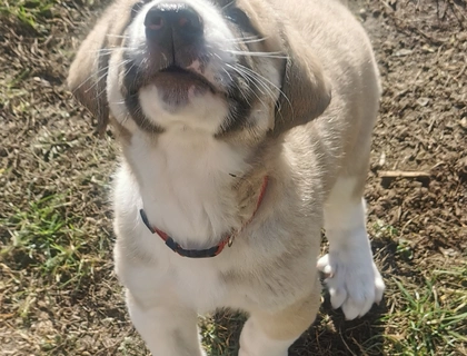 Kangal - Mischlings - Wachhund – Welpen