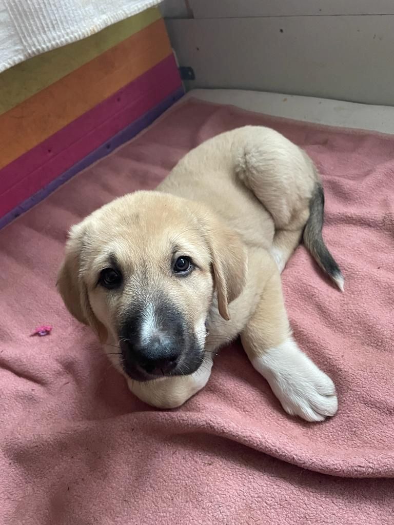Kangal - Mischlings - Wachhund – Welpen