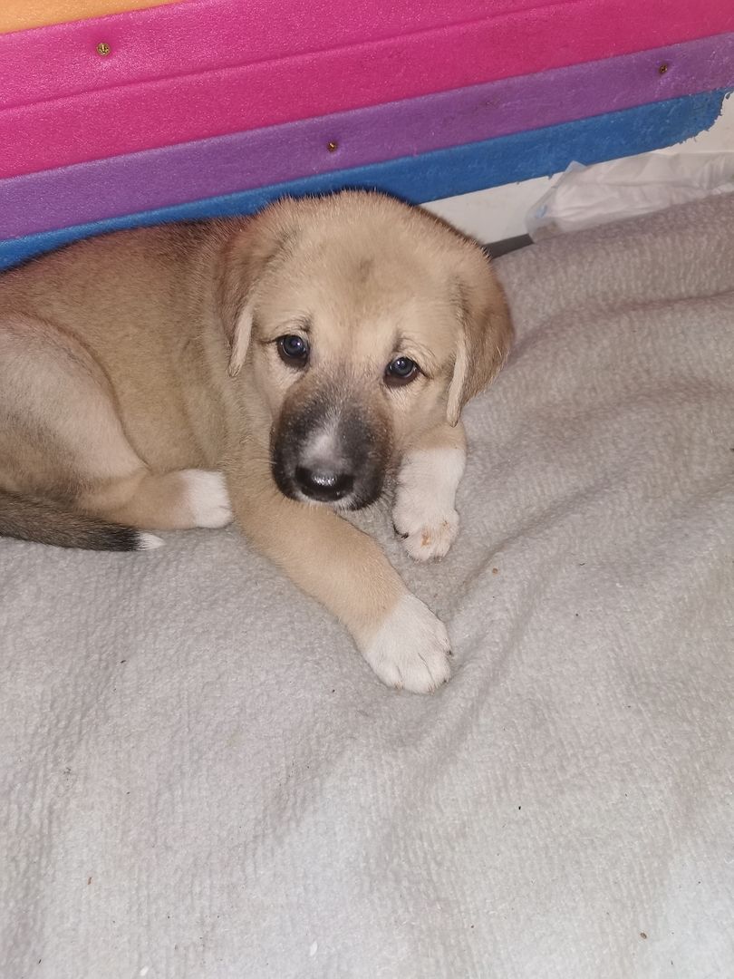 Kangal - Mischlings - Wachhund – Welpen