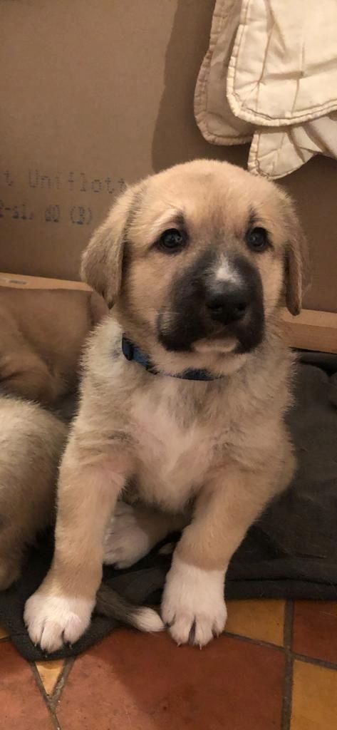 Kangal - Mischlings - Wachhund – Welpen