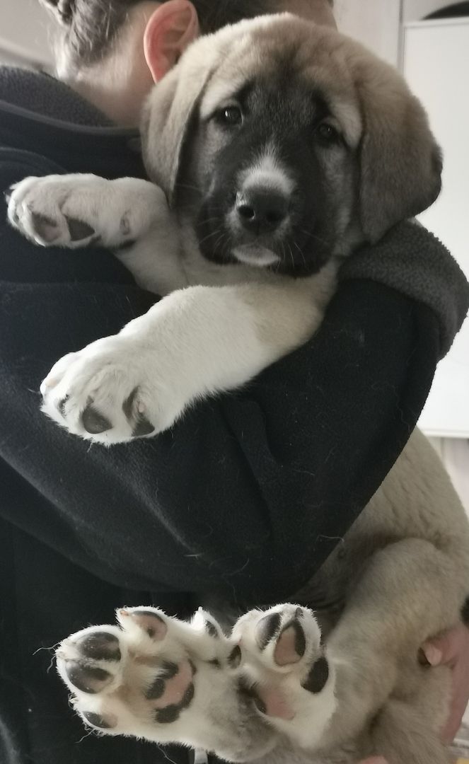 Kangal - Mischlings - Wachhund – Welpen