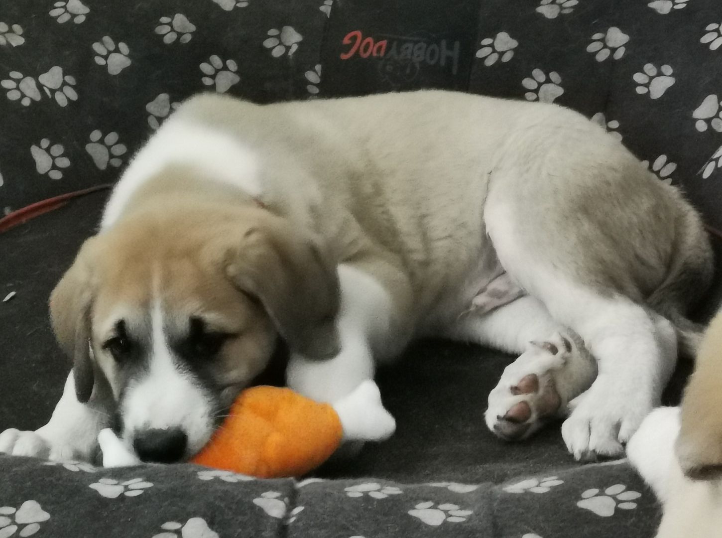 Kangal - Mischlings - Wachhund – Welpen