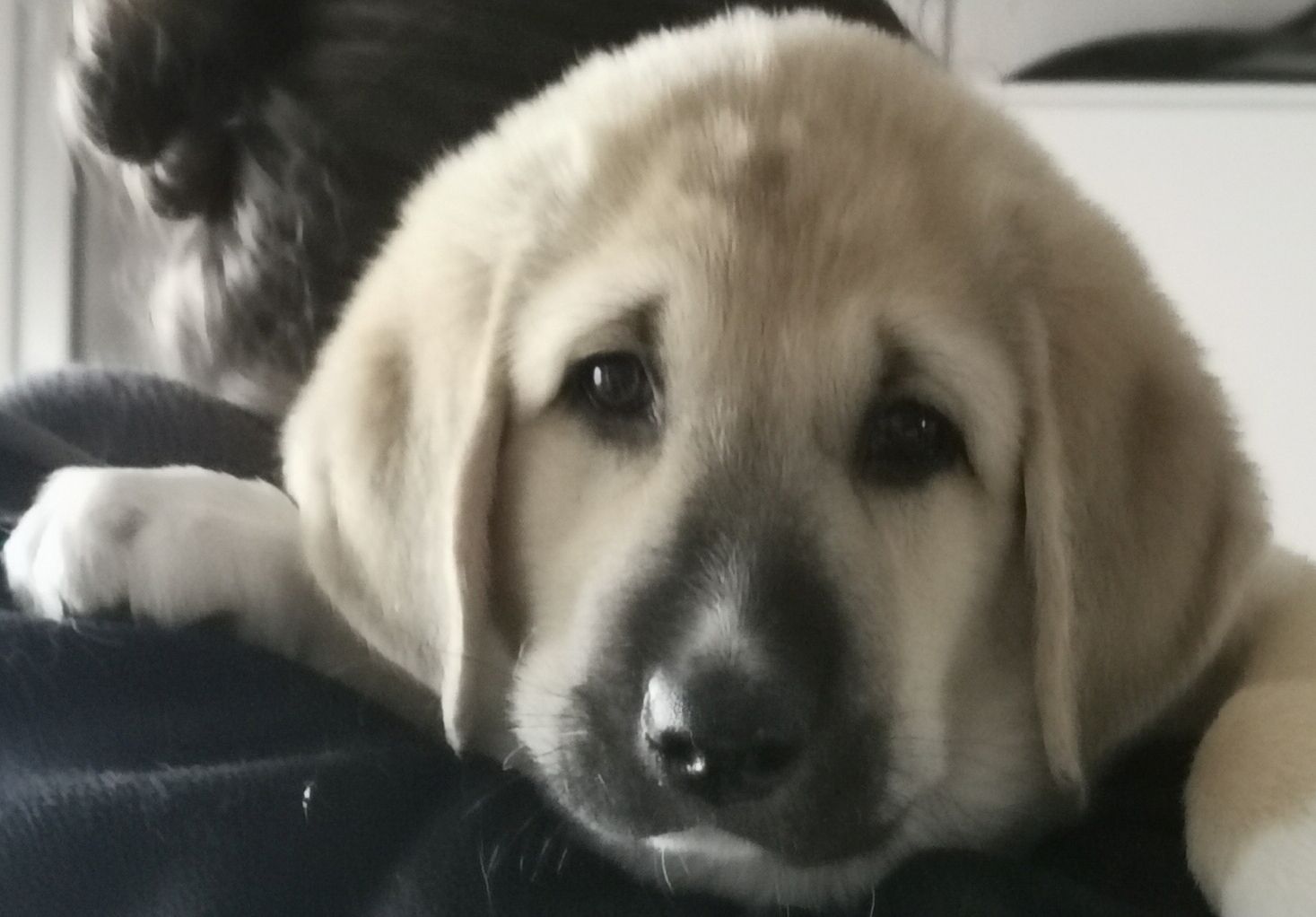 Kangal - Mischlings - Wachhund – Welpen