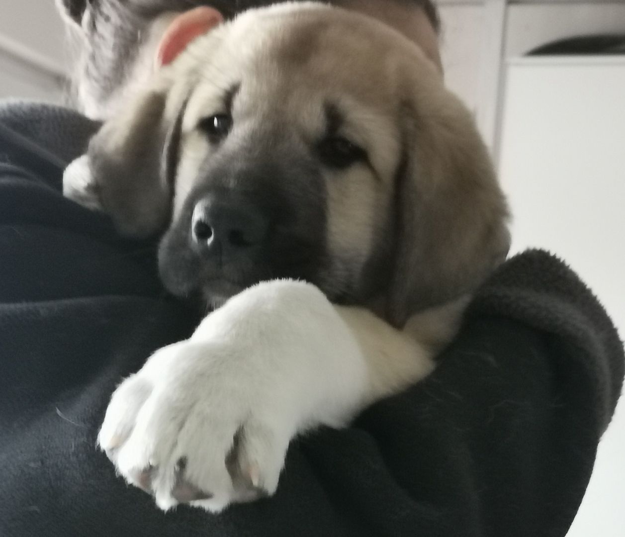 Kangal - Mischlings - Wachhund – Welpen