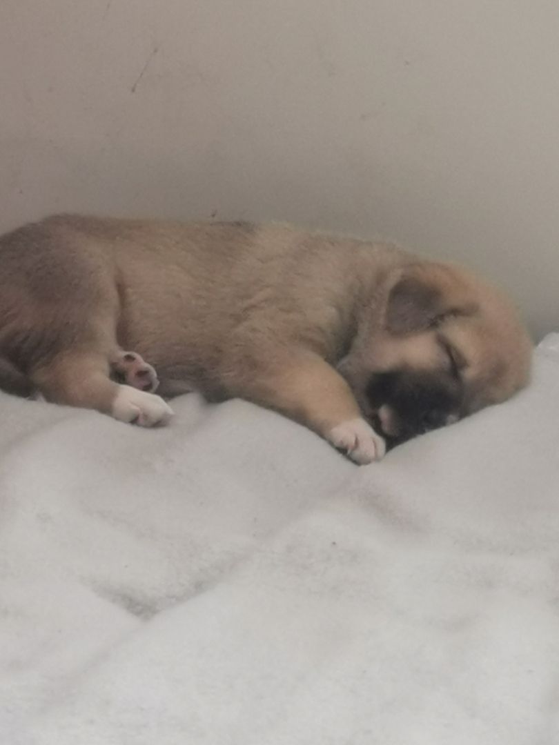 Kangal - Mischlings - Wachhund – Welpen