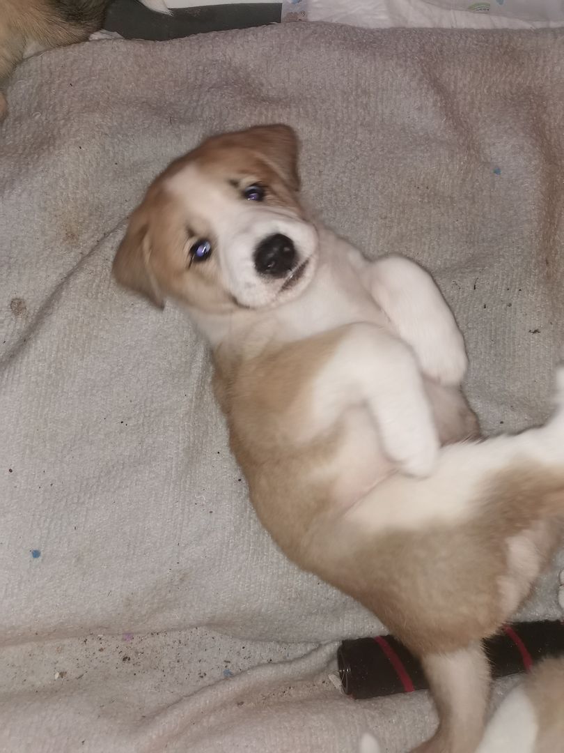 Kangal - Mischlings - Wachhund – Welpen