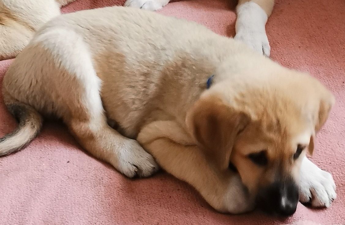 Kangal - Mischlings - Wachhund – Welpen